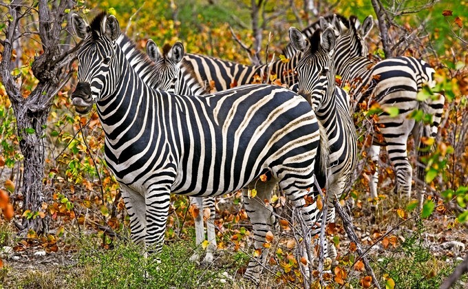 Zebras in Kruger National Park, South Africa